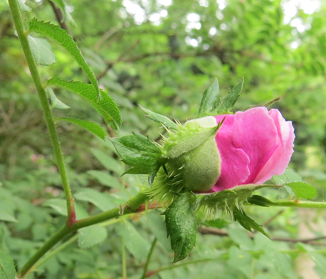 Изображение особи Rosa roxburghii.