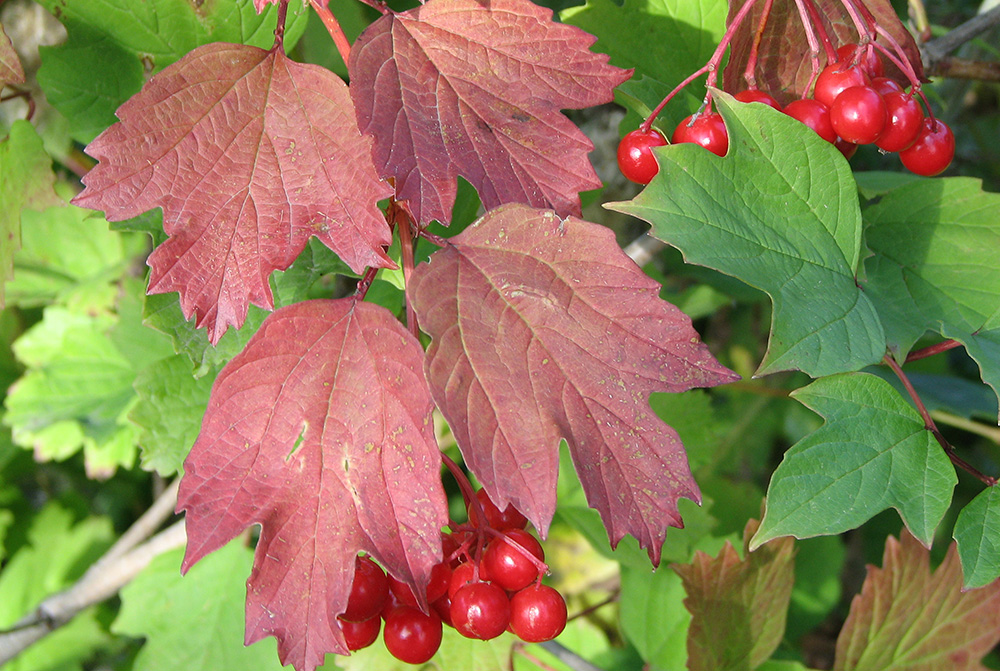 Image of Viburnum opulus specimen.