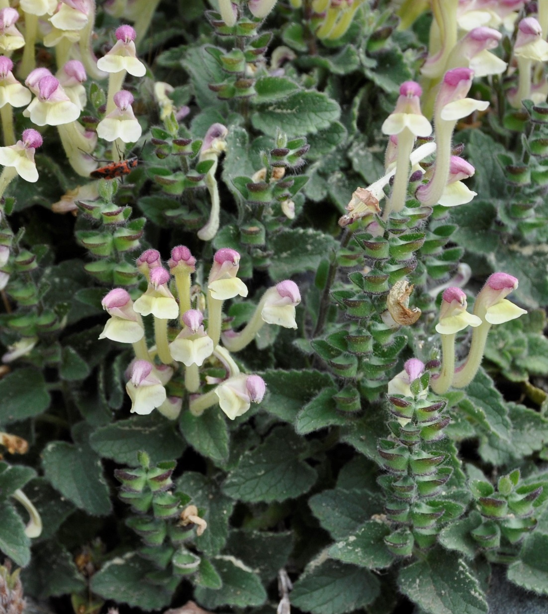 Image of Scutellaria cypria specimen.