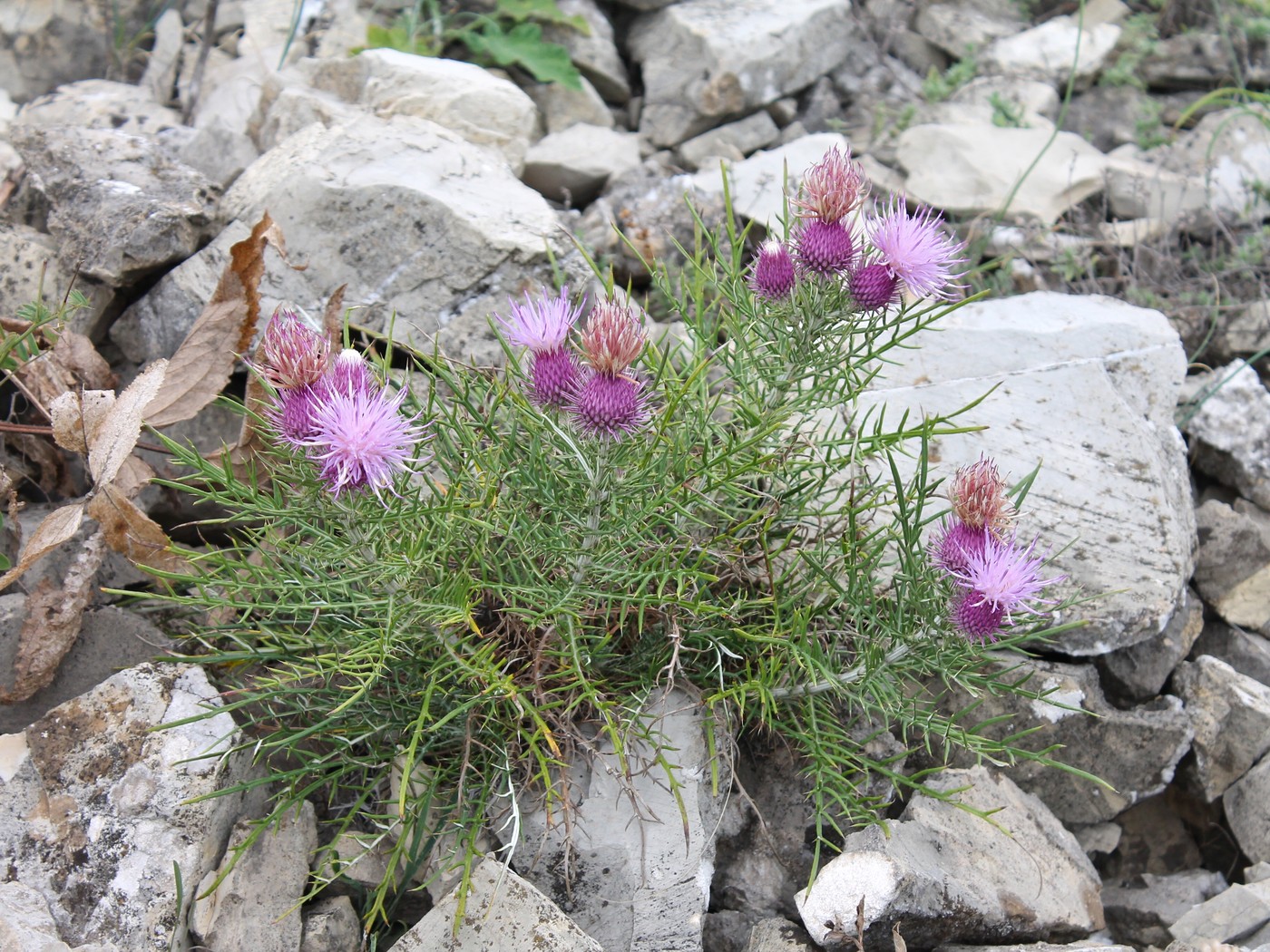 Image of Lamyra echinocephala specimen.