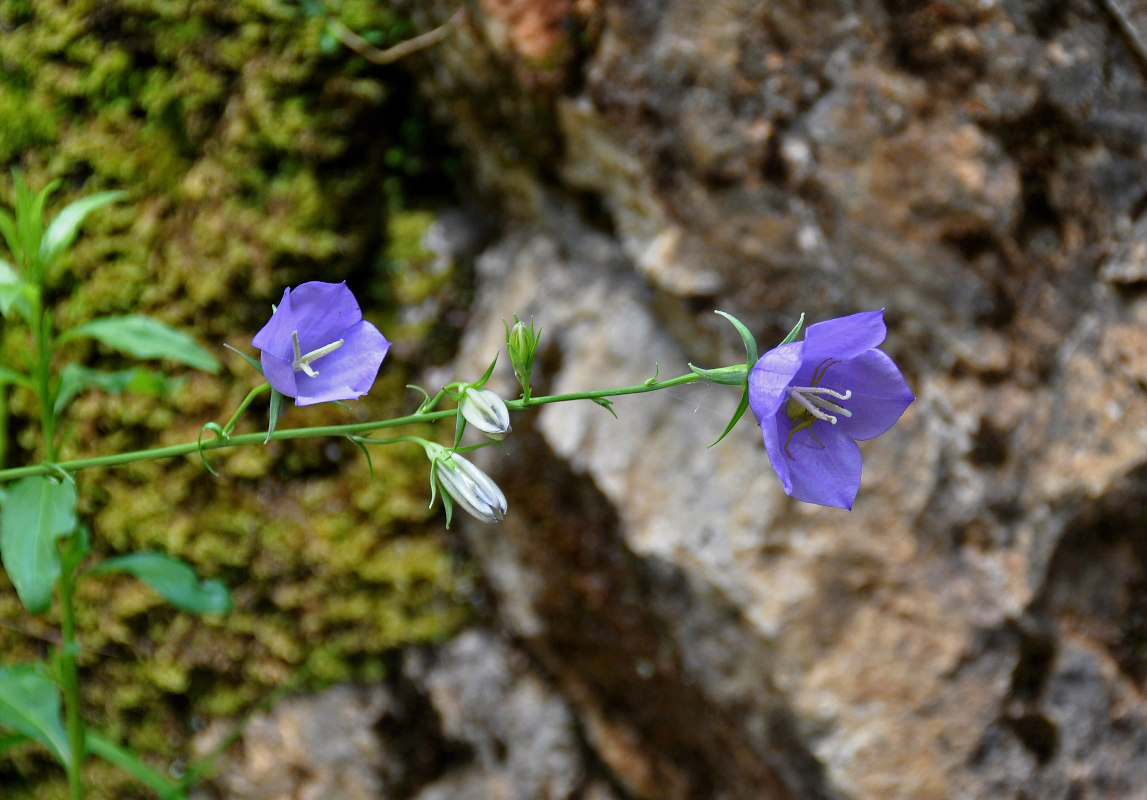 Image of Campanula persicifolia specimen.