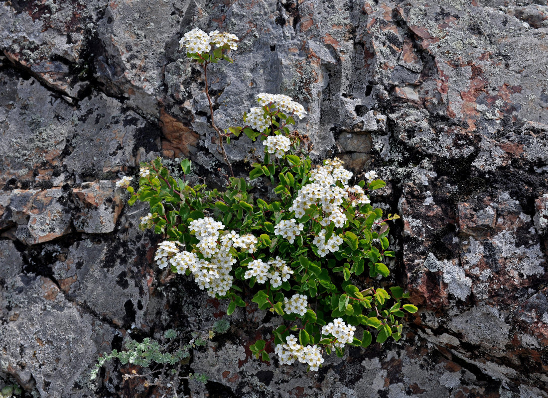 Image of Spiraea trilobata specimen.