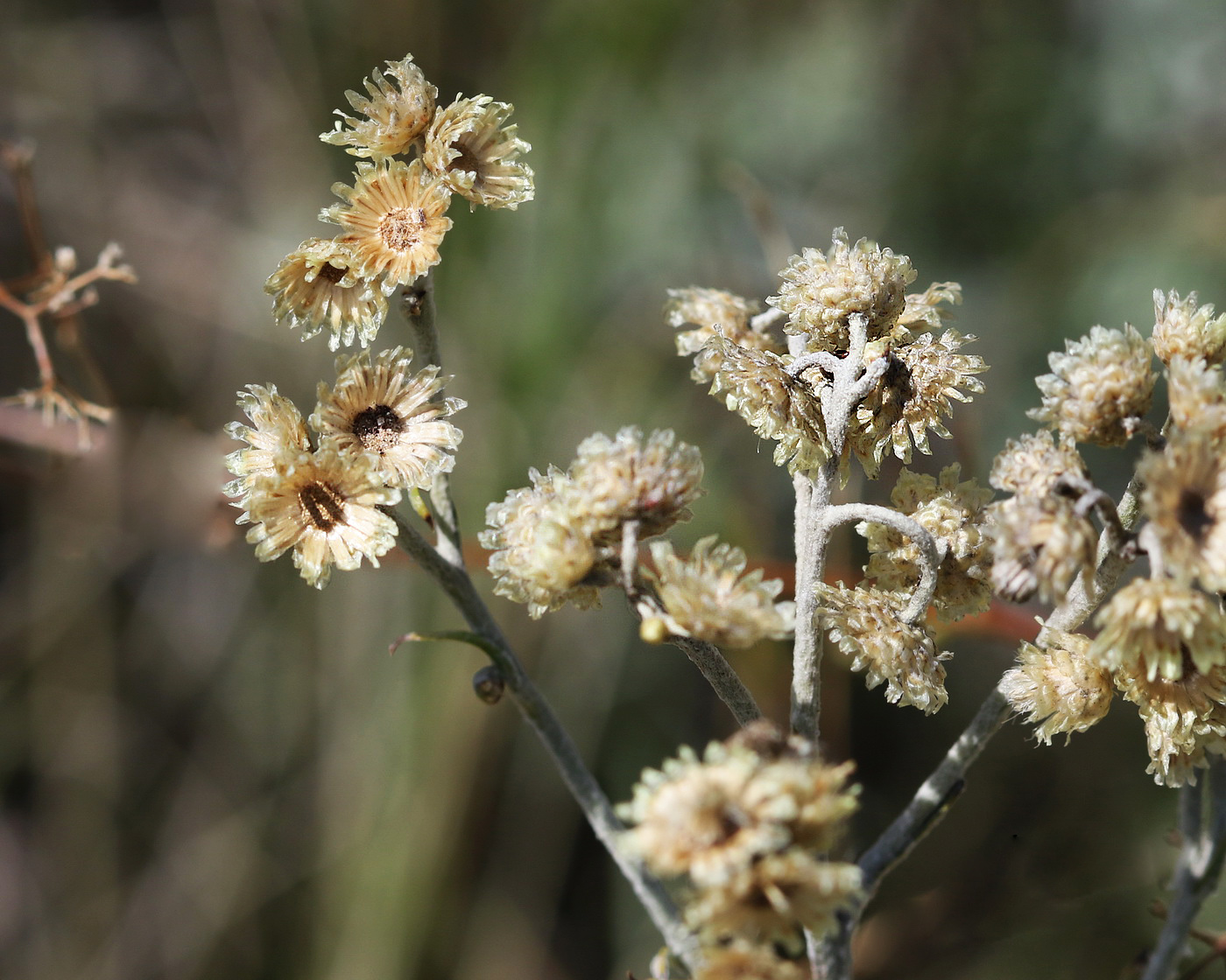 Image of Helichrysum arenarium specimen.