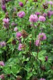 Trifolium pratense