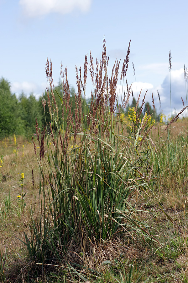 Image of Calamagrostis epigeios specimen.