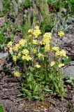 Draba juvenilis