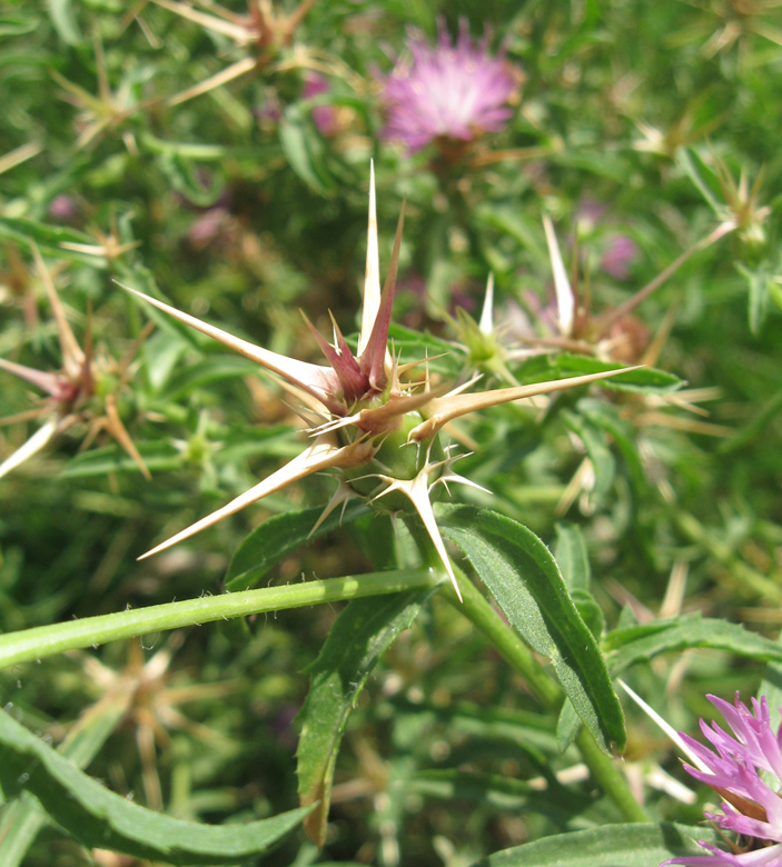 Image of Centaurea calcitrapa specimen.