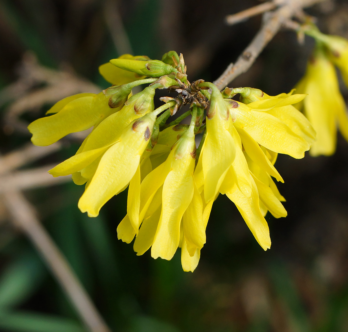 Image of genus Forsythia specimen.