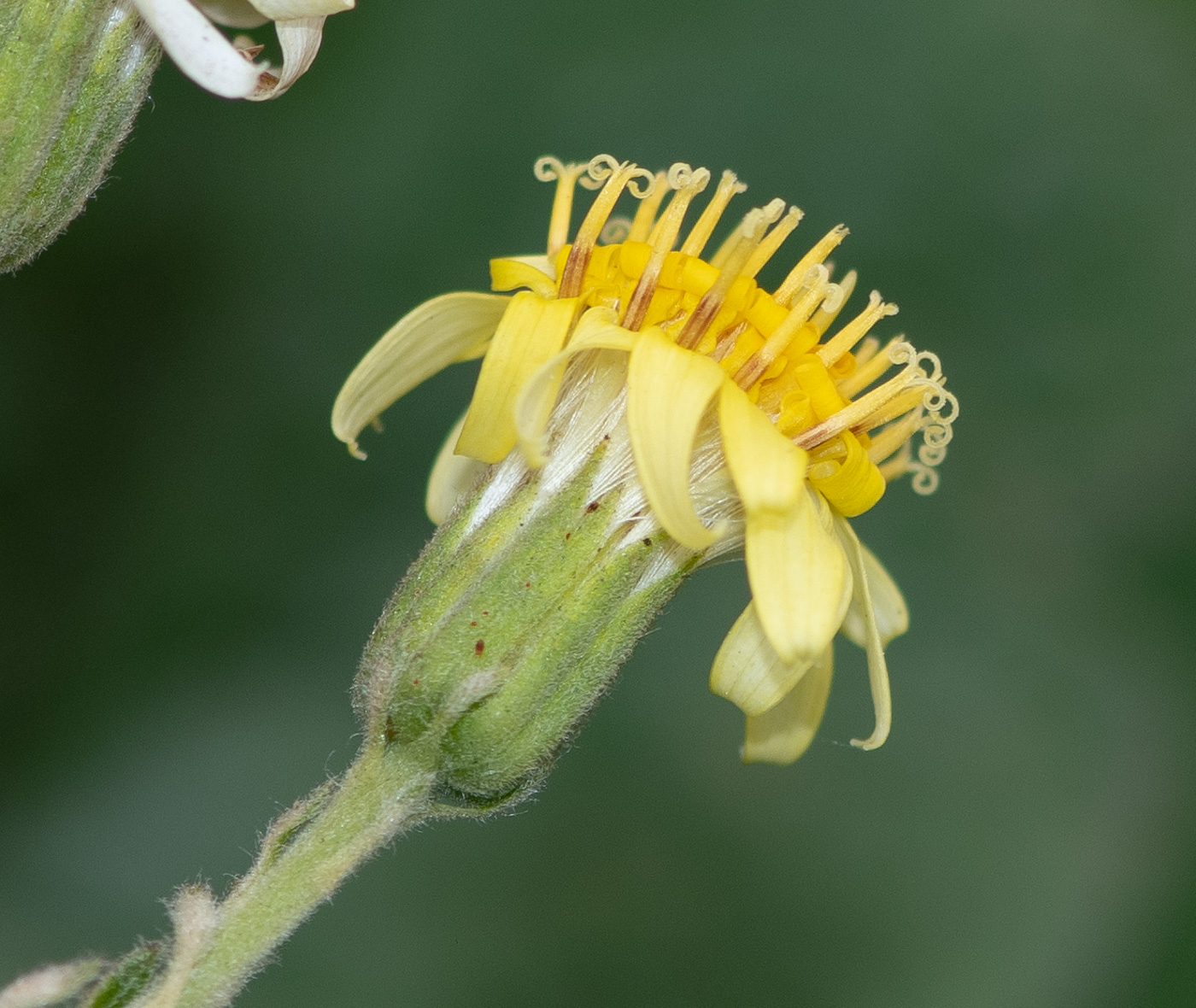 Image of Jungia paniculata specimen.