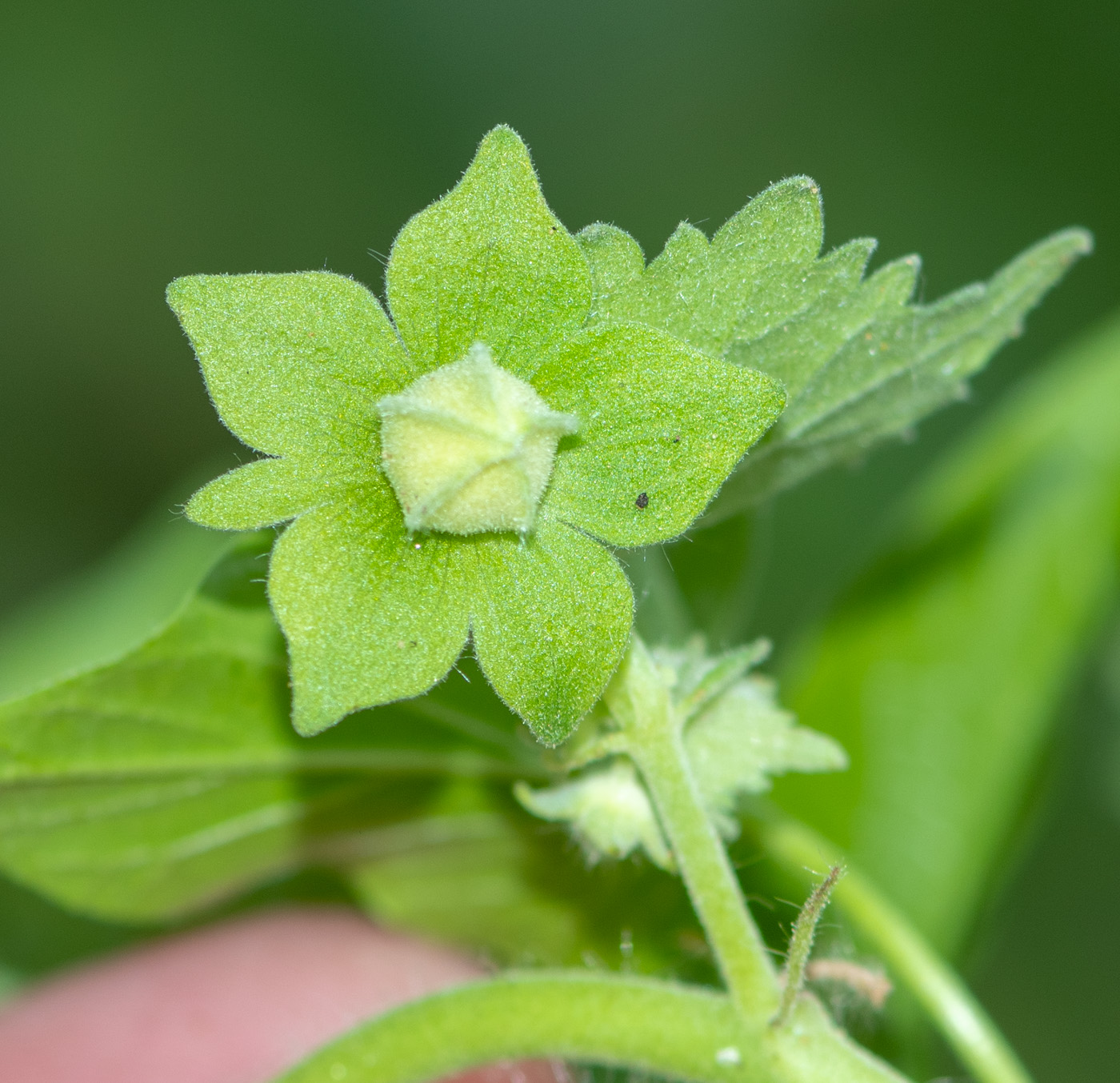 Image of Pavonia burchellii specimen.