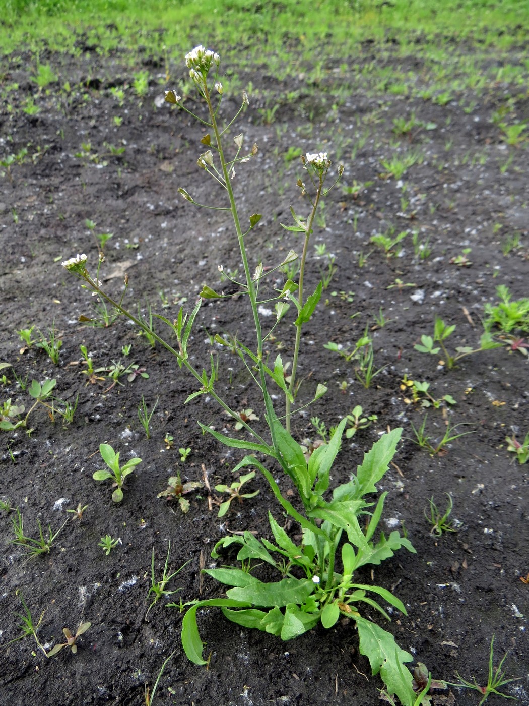 Image of Capsella bursa-pastoris specimen.