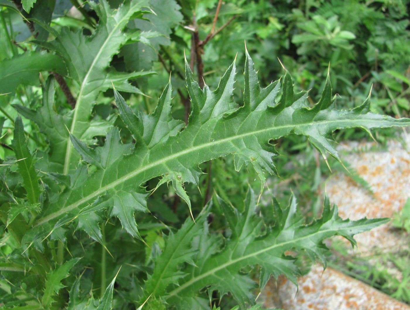 Image of Cirsium elbrusense specimen.