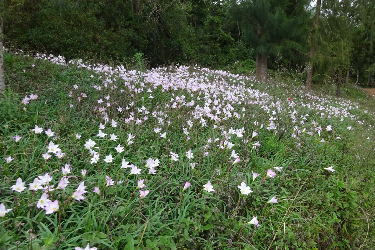 Image of Zephyranthes rosea specimen.