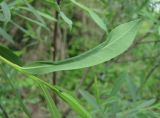 Salix elbursensis. Лист с повреждением (вид снизу). Краснодарский край, Абинский р-н, ст-ца Холмская, берег р. Хабль. 13.05.2020.