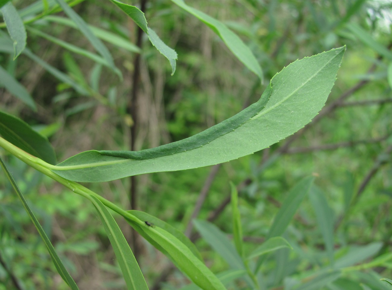 Изображение особи Salix elbursensis.