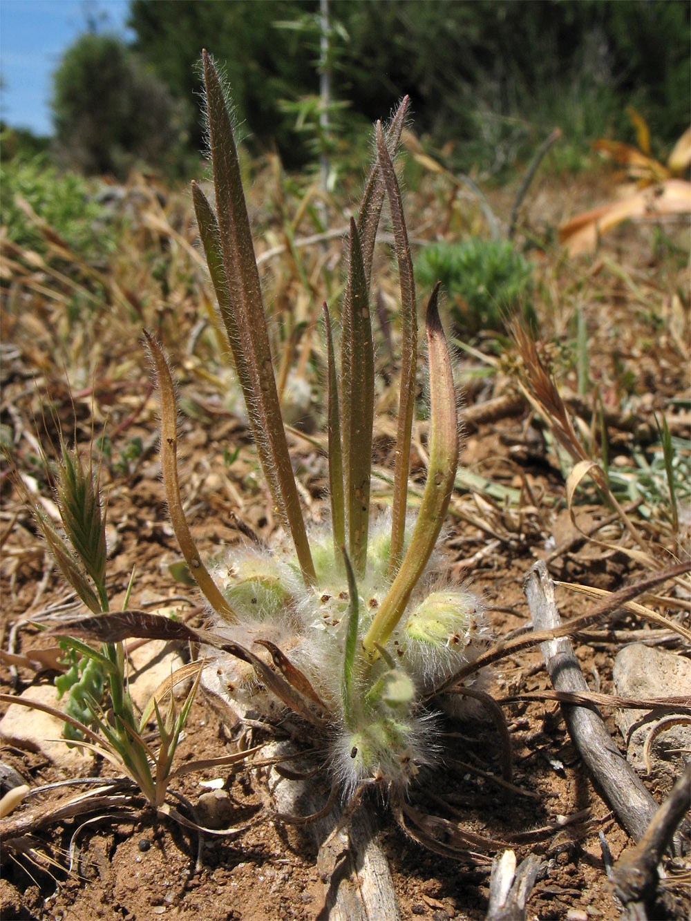 Image of Plantago cretica specimen.