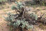 Смотреть изображение Artemisia terrae-albae