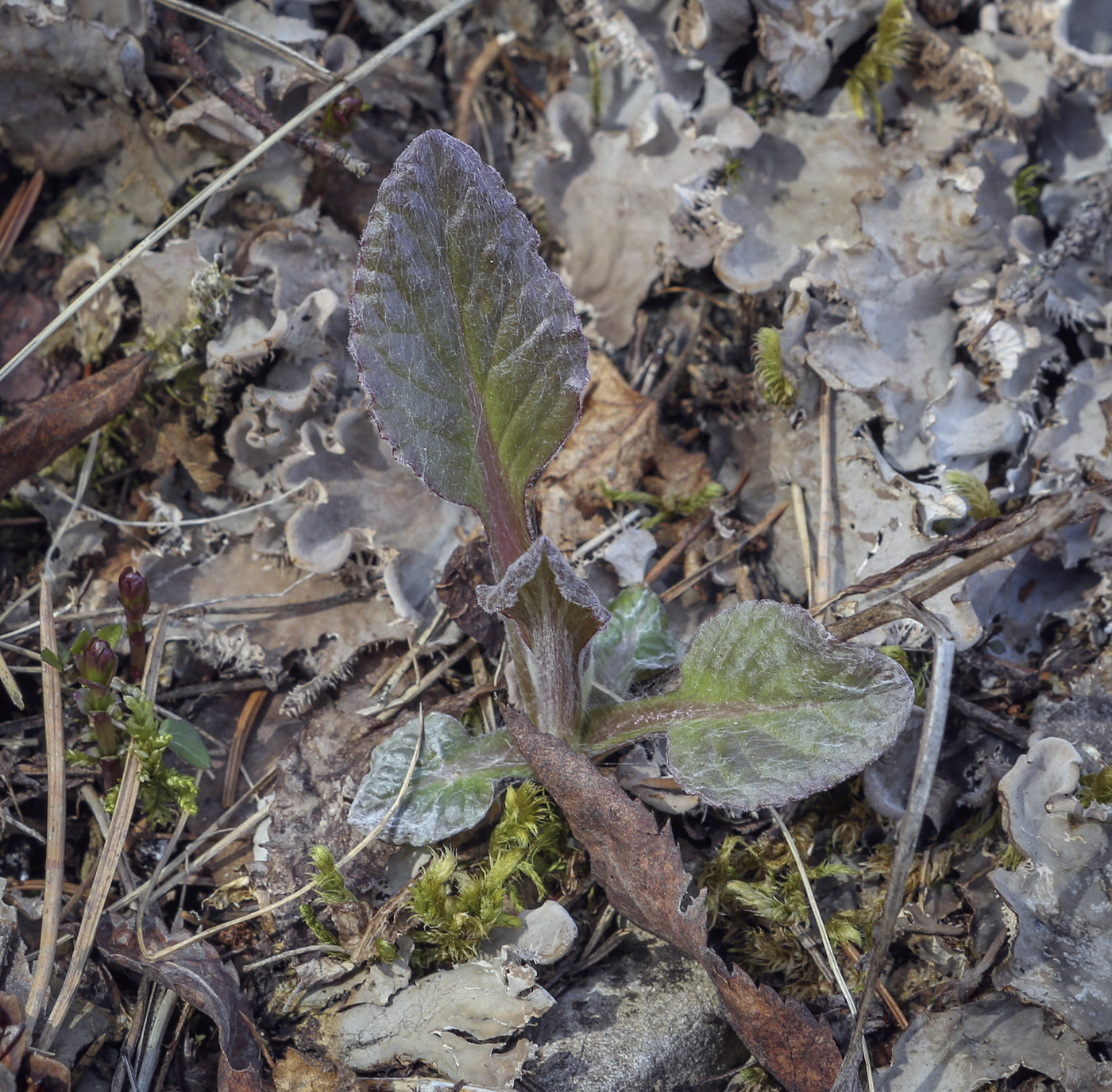 Изображение особи Tephroseris integrifolia.