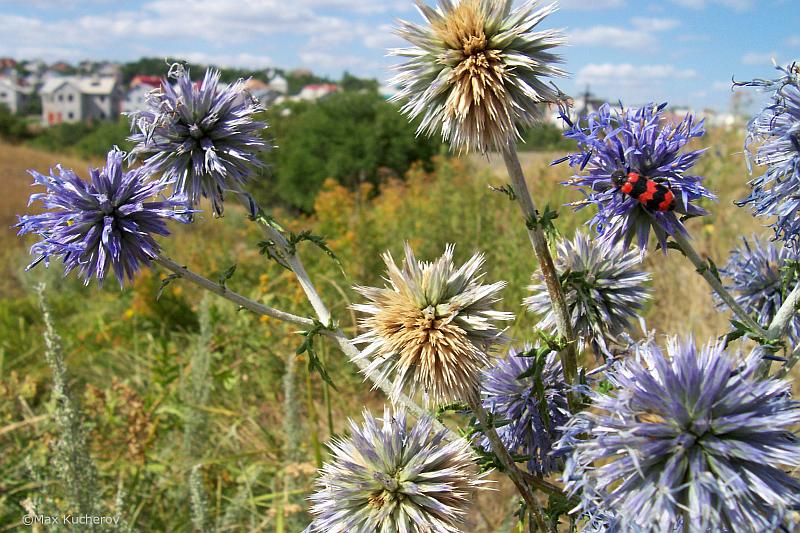 Изображение особи Echinops ruthenicus.