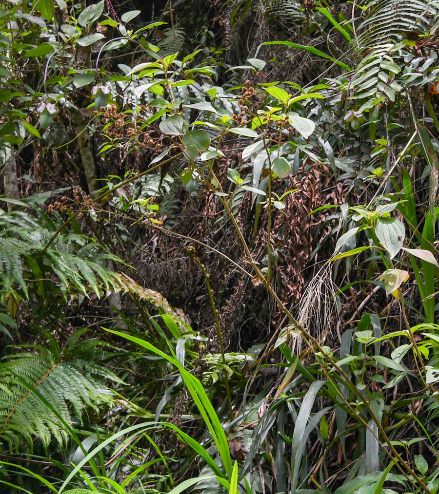 Image of familia Melastomataceae specimen.