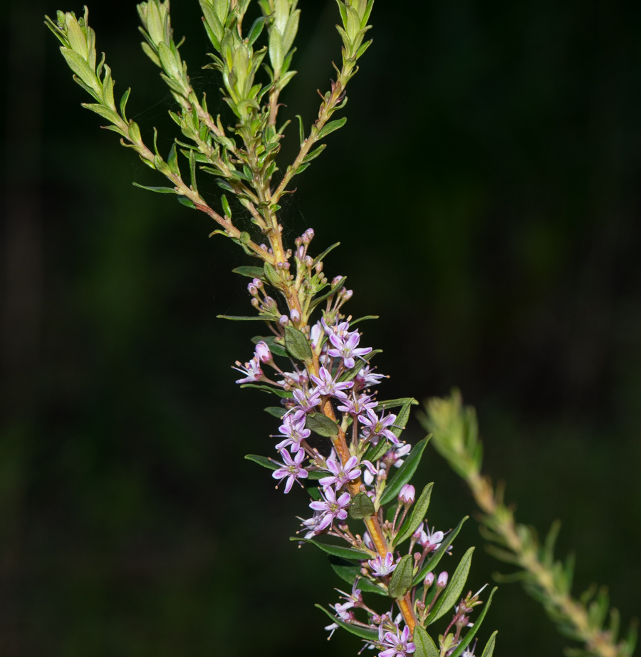 Image of Agathosma ovata specimen.