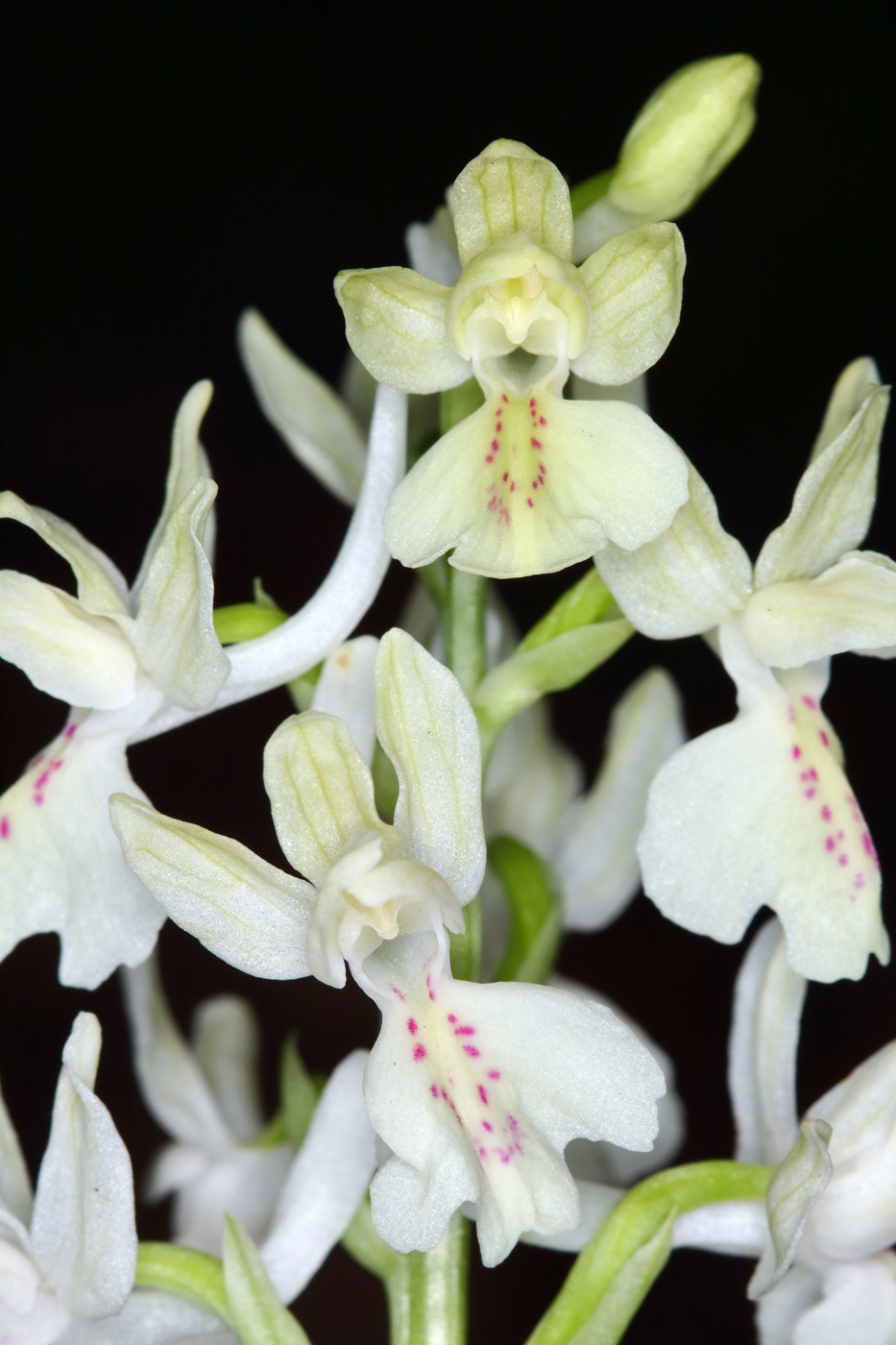 Изображение особи Orchis provincialis.