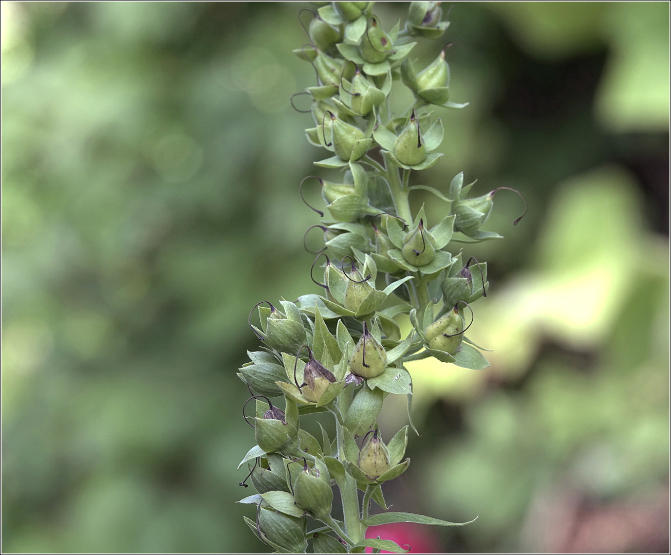 Изображение особи Digitalis purpurea.