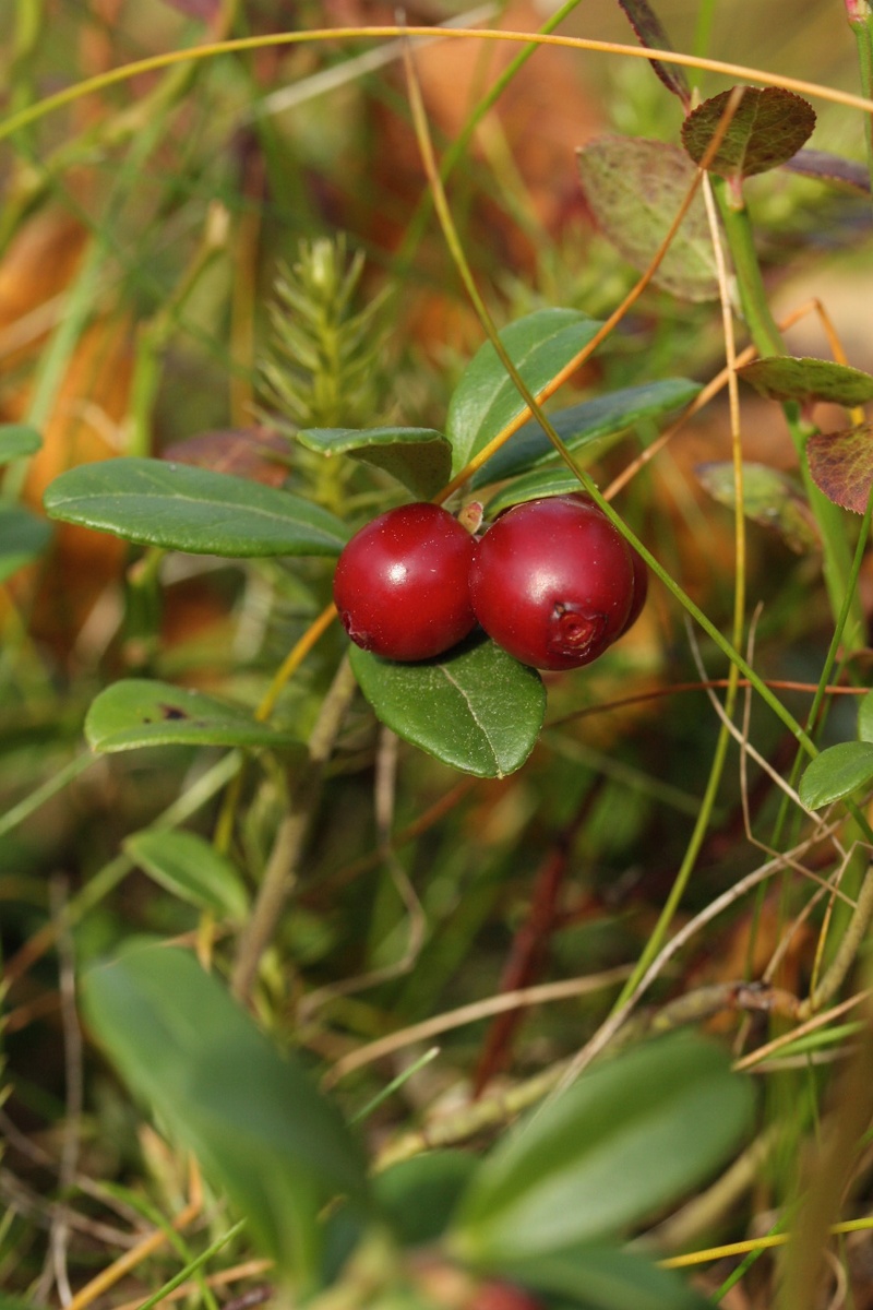 Image of Vaccinium vitis-idaea specimen.