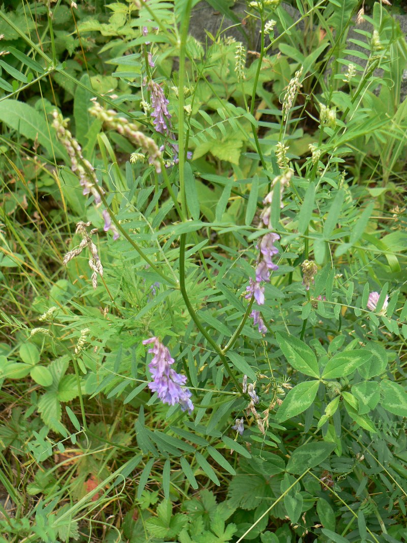 Изображение особи Vicia cracca.