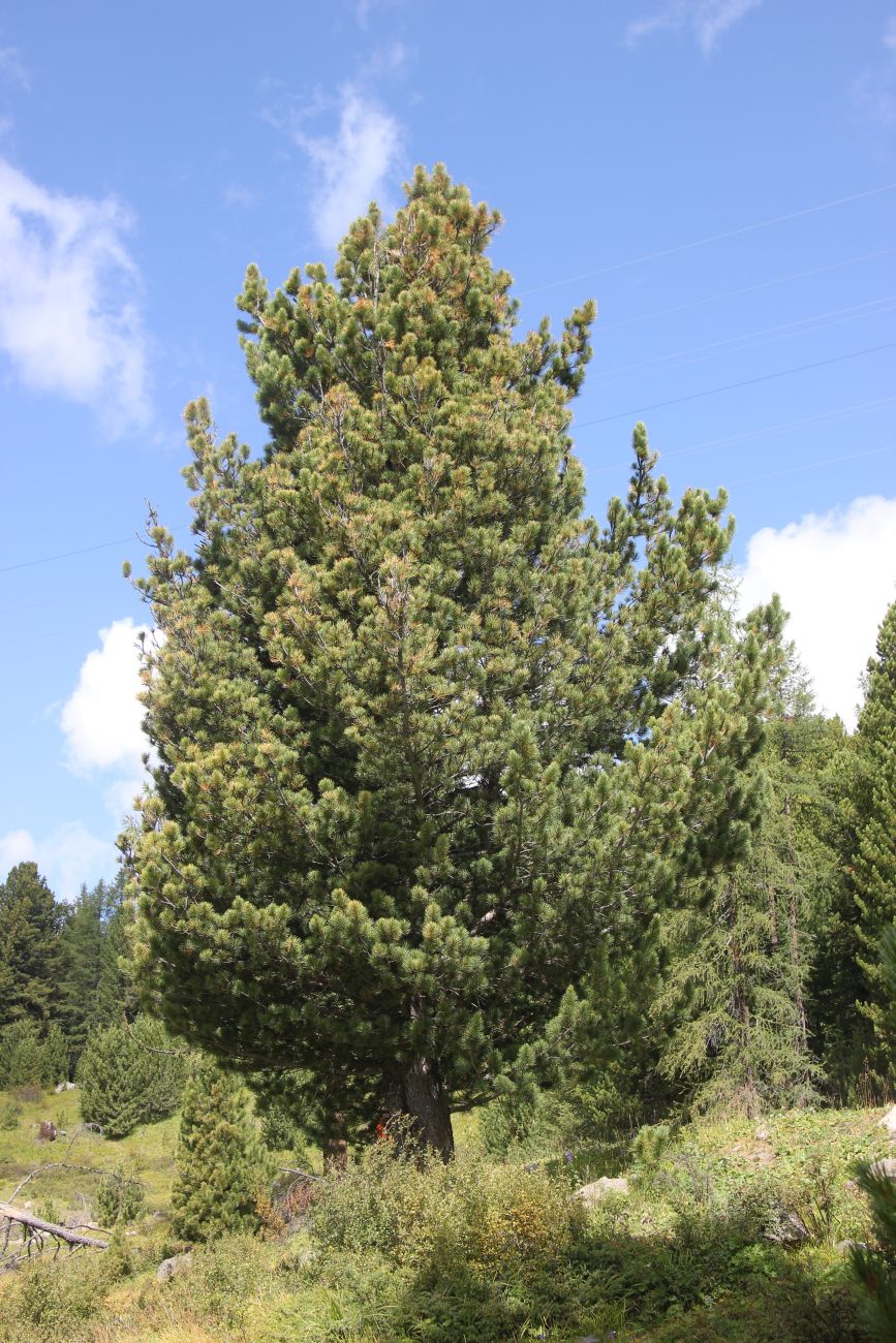 Изображение особи Pinus sibirica.