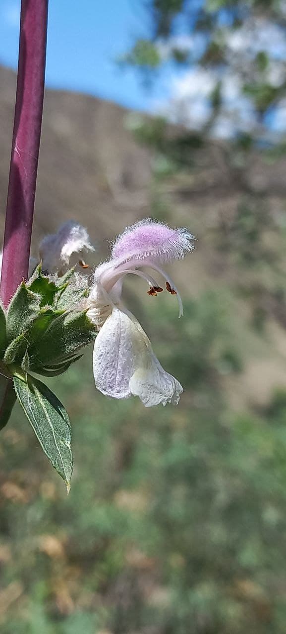 Image of Phlomoides kurpsaica specimen.