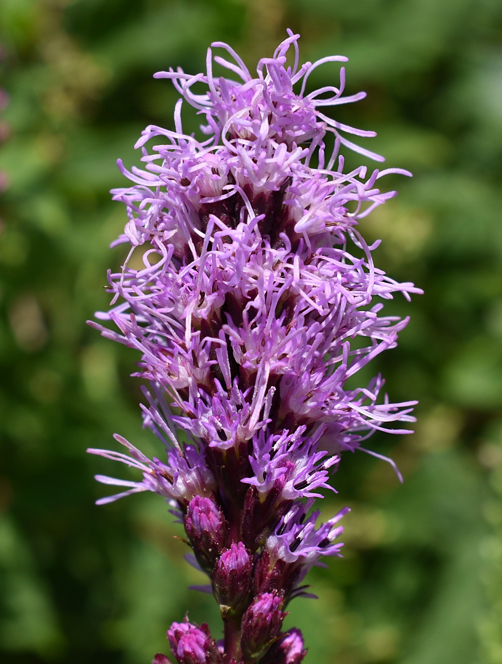 Image of Liatris spicata specimen.