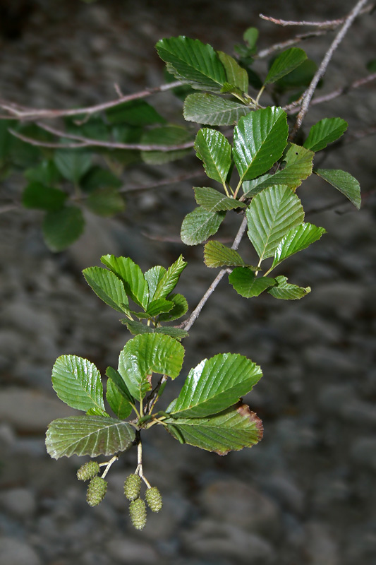 Изображение особи Alnus barbata.