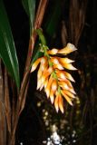 семейство Zingiberaceae. Соцветие. Папуа Новая Гвинея, регион Уэстерн-Хайлендс, окр. Camp JJ Komane mambuno. 20.08.2009.