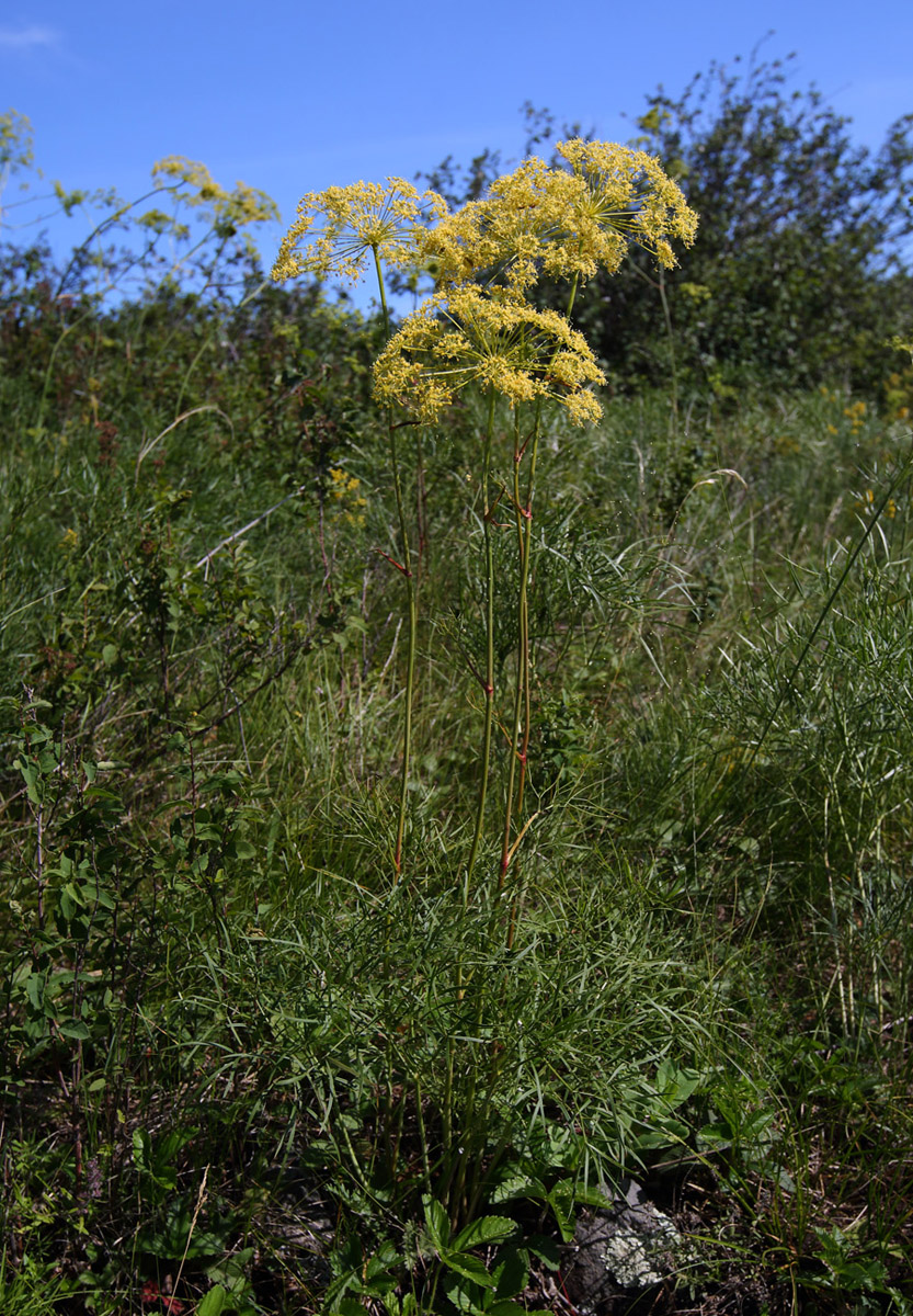 Image of Peucedanum morisonii specimen.