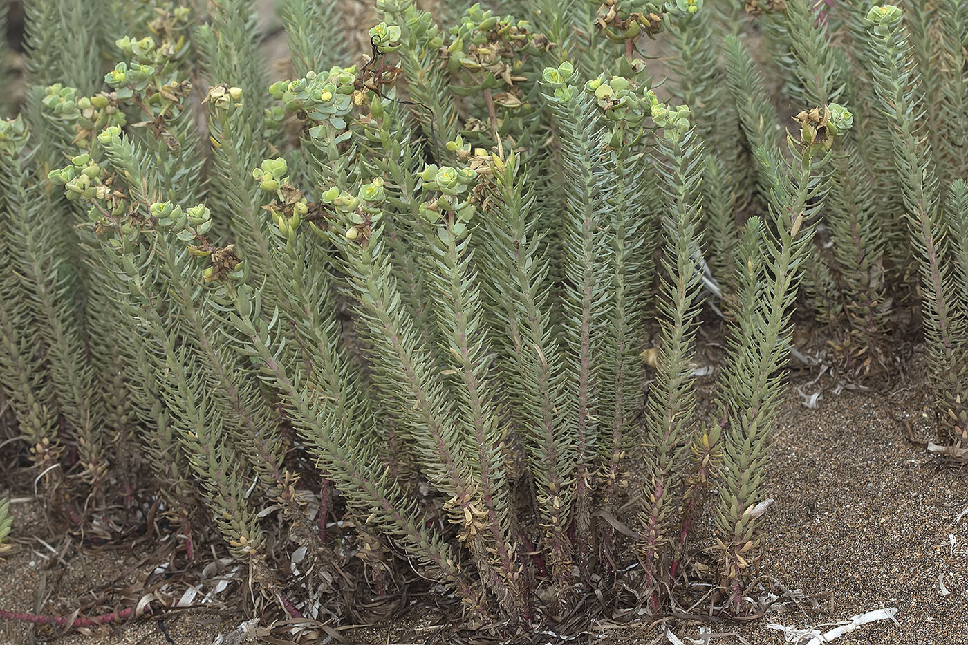 Изображение особи Euphorbia paralias.