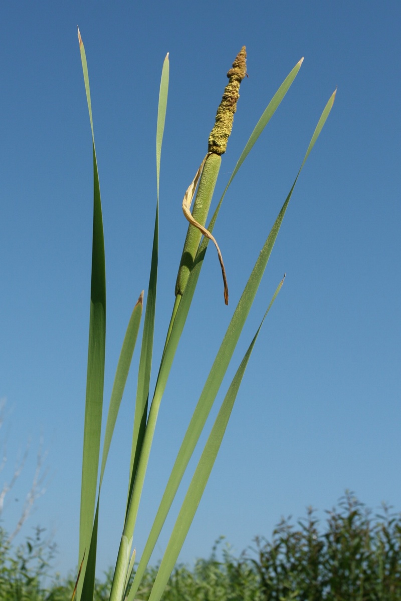 Image of Typha latifolia specimen.