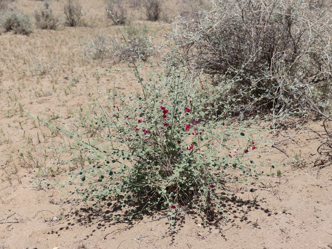 Image of Smirnowia turkestana specimen.