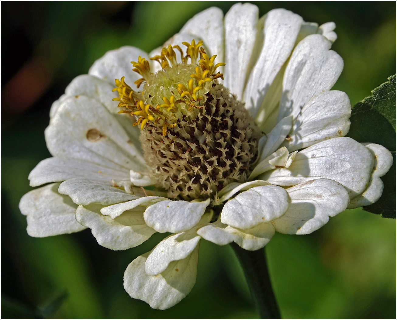 Image of Zinnia elegans specimen.