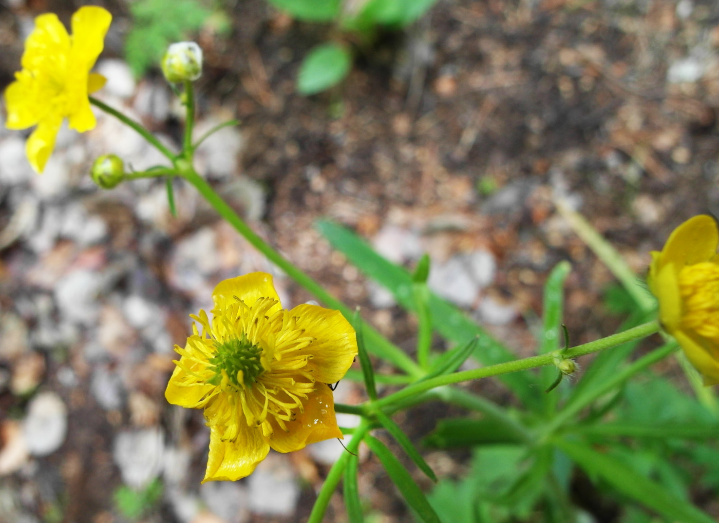 Image of Ranunculus acris specimen.