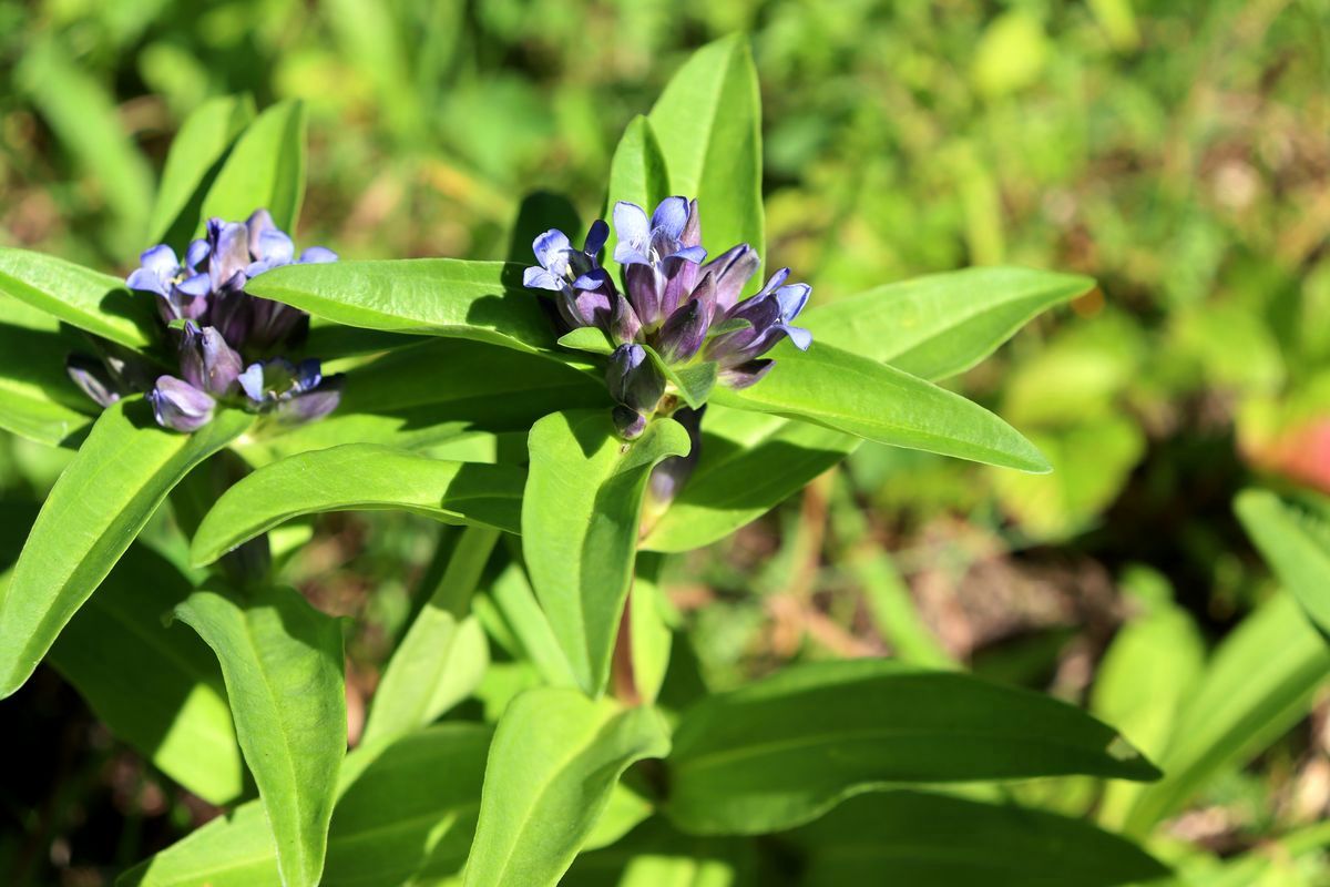 Image of Gentiana cruciata specimen.