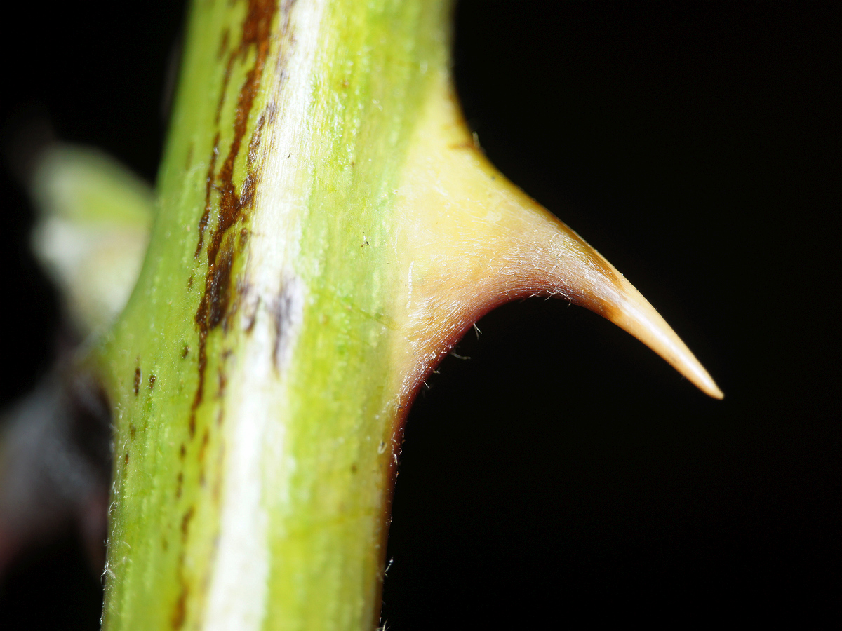 Image of genus Rubus specimen.