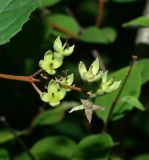 Philadelphus coronarius. Соплодие. Московская обл., Раменский р-н, окр. дер. Хрипань, садовый участок. 16.07.2010.