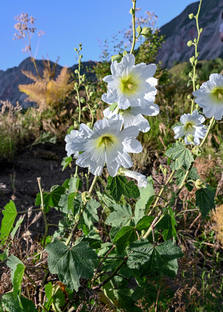 Изображение особи Alcea nudiflora.