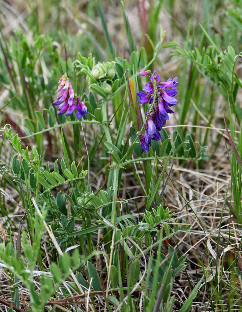 Image of Vicia multicaulis specimen.