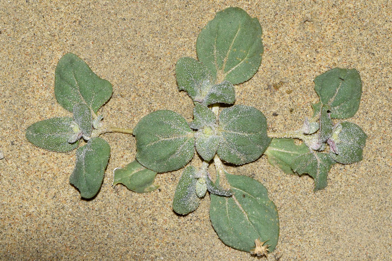 Изображение особи Atriplex dimorphostegia.