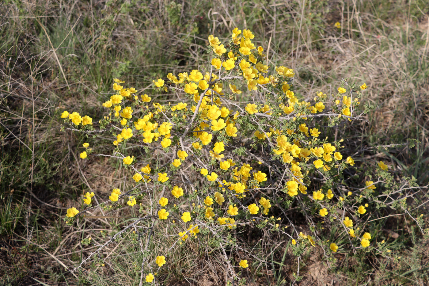 Image of Rosa kokanica specimen.