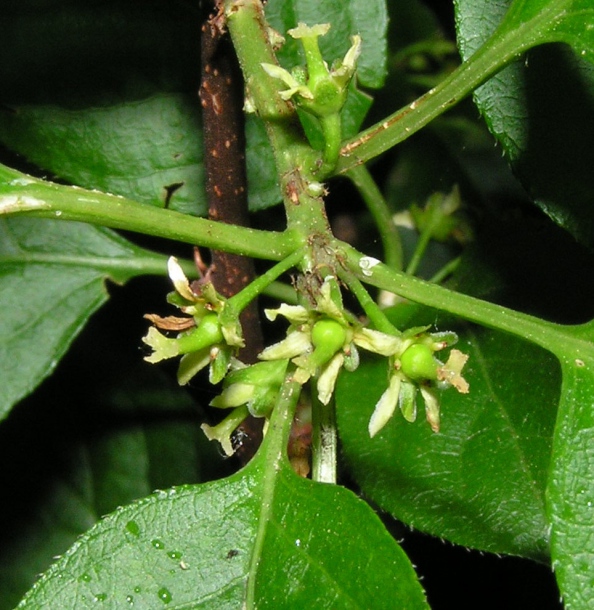 Image of Celastrus flagellaris specimen.