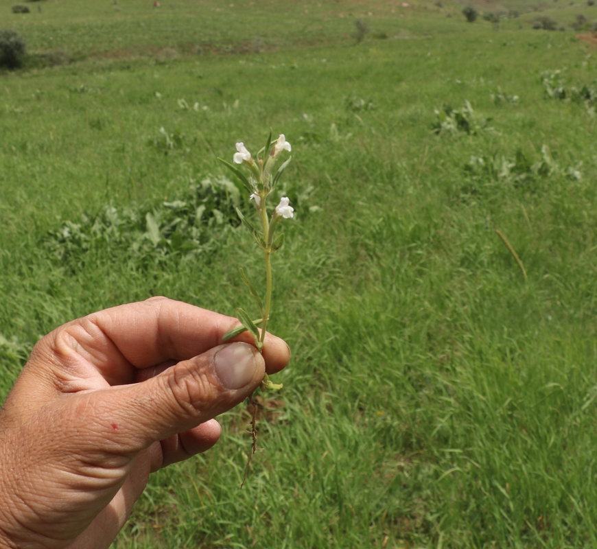 Изображение особи семейство Lamiaceae.