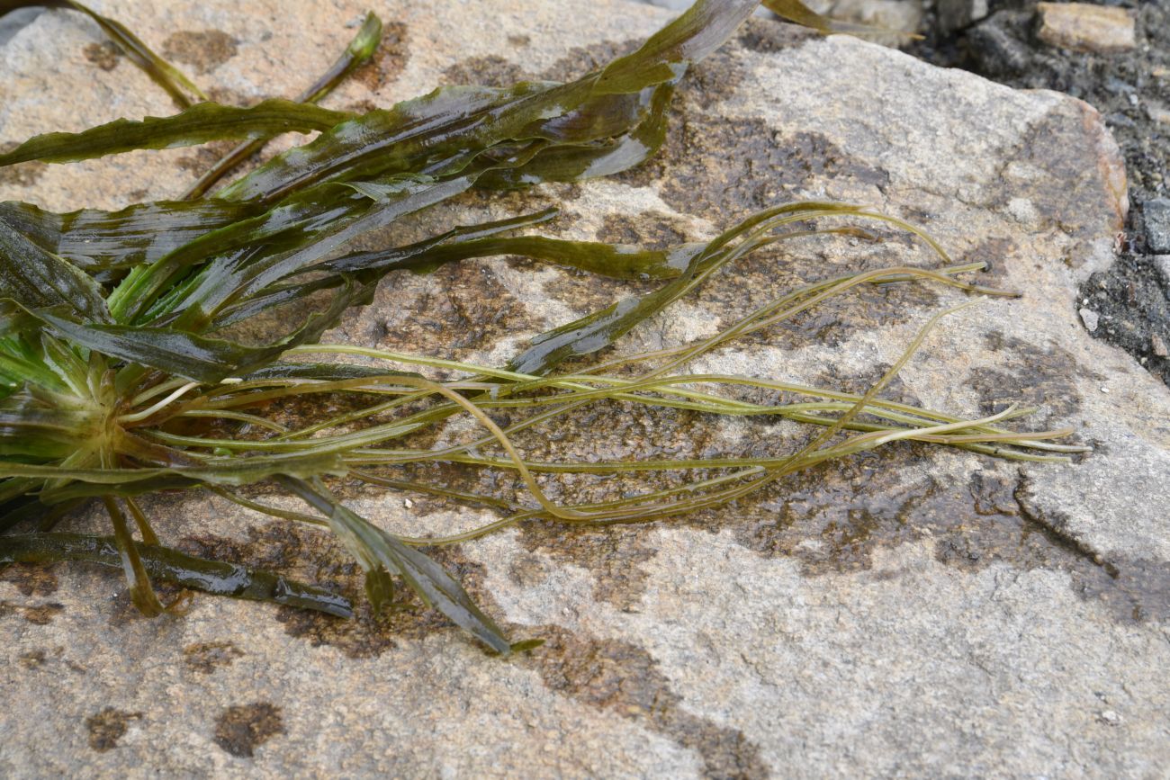 Image of Stratiotes aloides specimen.